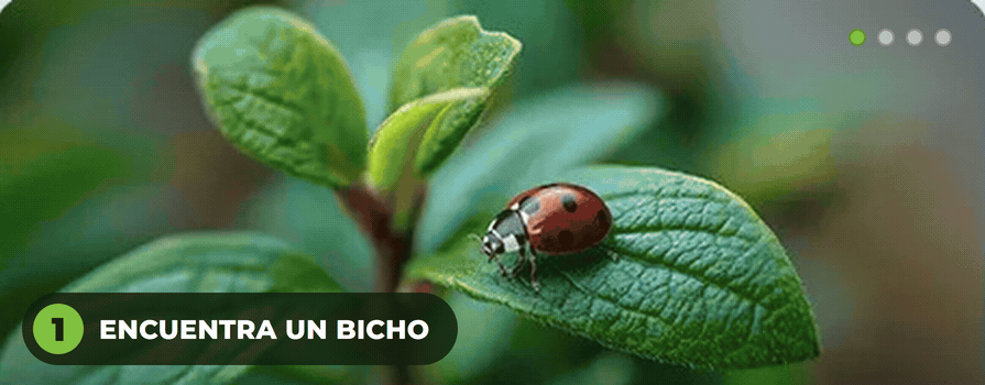 BichoLupa: asi atrapa una catarina